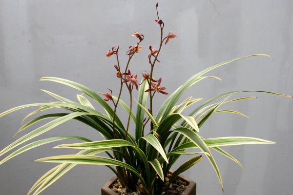 墨蘭怎么養 墨蘭養殖方法與注意事項