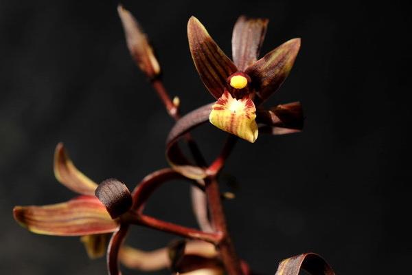 墨蘭怎么養 墨蘭養殖方法與注意事項