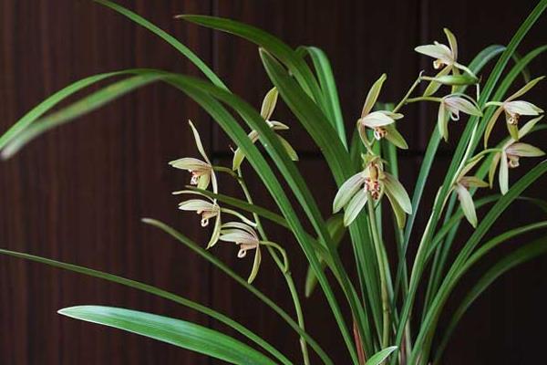建蘭圖片大全 建蘭有哪些品種 建蘭花語及寓意