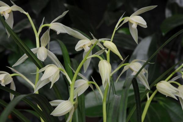 大雪素和小雪素的區別是什么 大雪素與小雪素哪個好