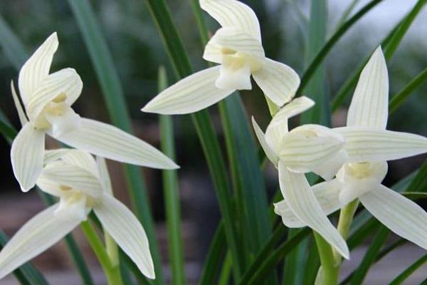 大雪素和小雪素的區別是什么 大雪素與小雪素哪個好