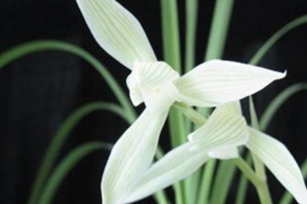 大雪素和小雪素的區別是什么 大雪素與小雪素哪個好