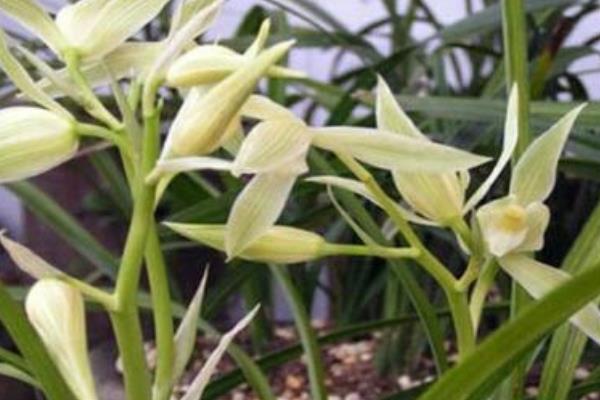 大雪素和小雪素的區別是什么 大雪素與小雪素哪個好