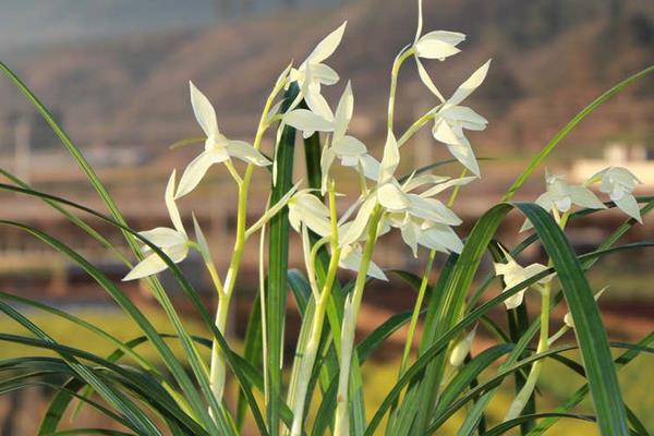 大雪素和小雪素的區別是什么 大雪素與小雪素哪個好