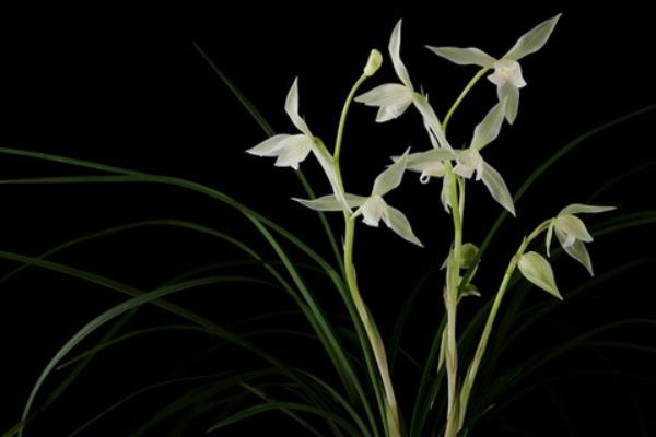 大雪素和小雪素的區別是什么 大雪素與小雪素哪個好