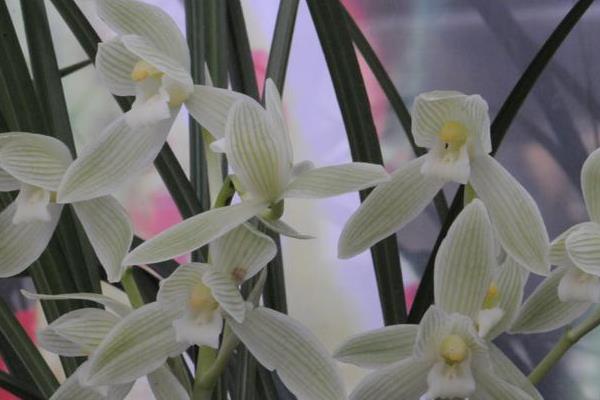 大雪素和小雪素的區別是什么 大雪素與小雪素哪個好