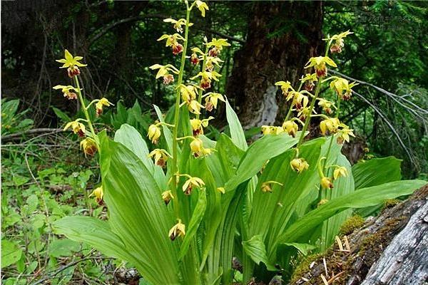 蝦脊蘭圖片大全 蝦脊蘭藥用價值