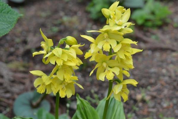 蝦脊蘭圖片大全 蝦脊蘭藥用價(jià)值