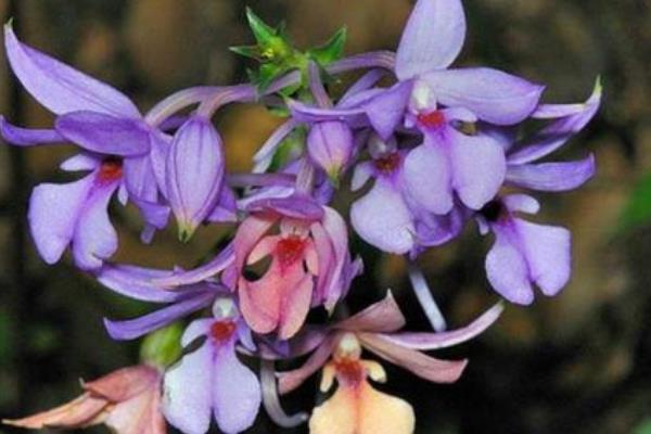 蝦脊蘭圖片大全 蝦脊蘭藥用價(jià)值