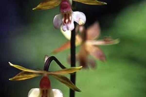 蝦脊蘭圖片大全 蝦脊蘭藥用價(jià)值