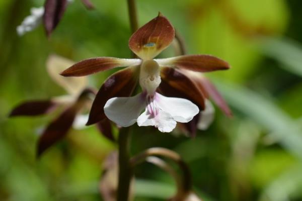 蝦脊蘭圖片大全 蝦脊蘭藥用價(jià)值