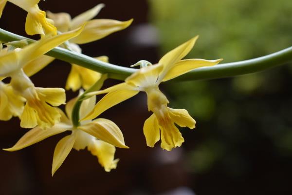 蝦脊蘭圖片大全 蝦脊蘭藥用價(jià)值