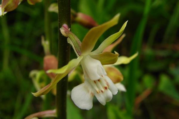 蝦脊蘭圖片大全 蝦脊蘭藥用價(jià)值