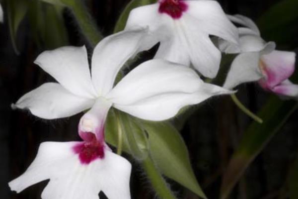 蝦脊蘭圖片大全 蝦脊蘭藥用價(jià)值