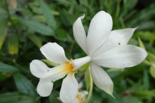 蝦脊蘭圖片大全 蝦脊蘭藥用價(jià)值