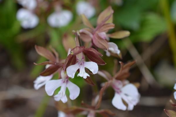 蝦脊蘭圖片大全 蝦脊蘭藥用價(jià)值