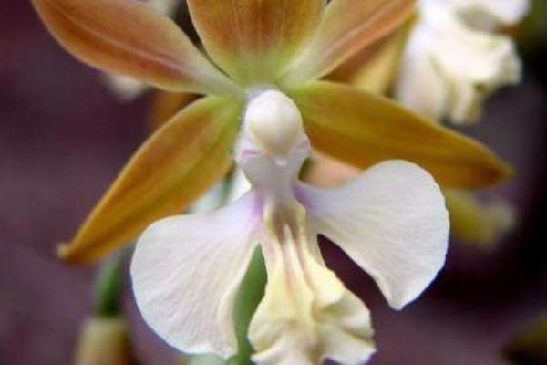 蝦脊蘭圖片大全 蝦脊蘭藥用價(jià)值