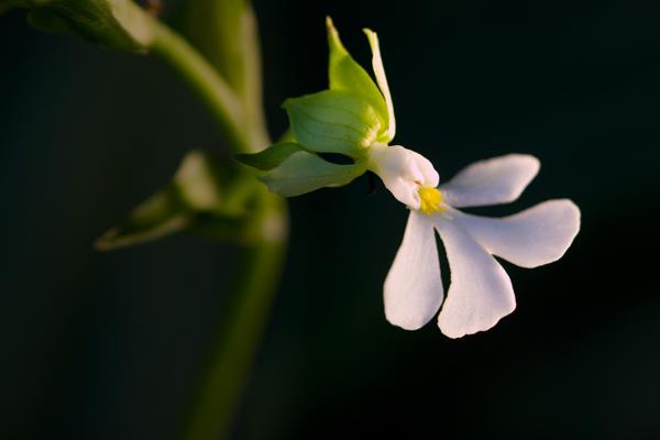 蝦脊蘭圖片大全 蝦脊蘭藥用價(jià)值