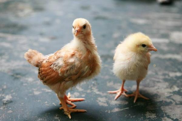 小雞是怎么叫的 怎么讓小雞不叫