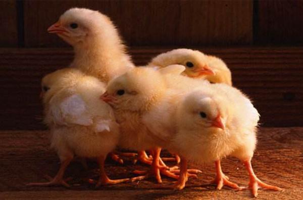 小雞是怎么叫的 怎么讓小雞不叫