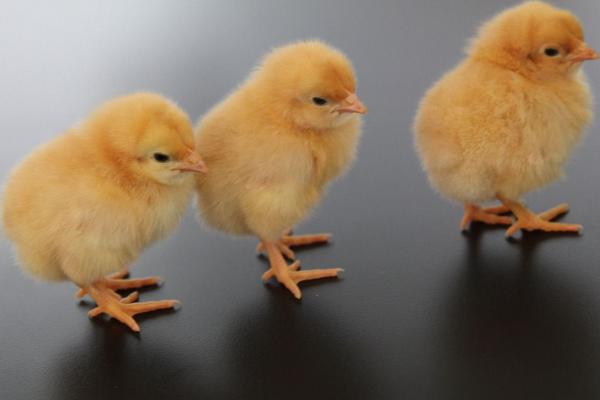 小雞是怎么叫的 怎么讓小雞不叫