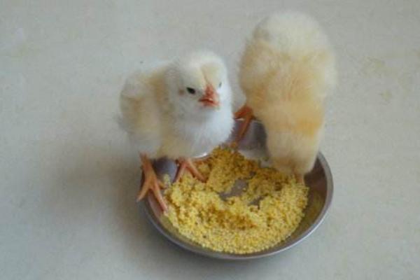 小雞是怎么叫的 怎么讓小雞不叫