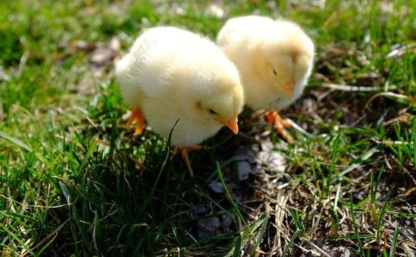 小雞是怎么叫的 怎么讓小雞不叫