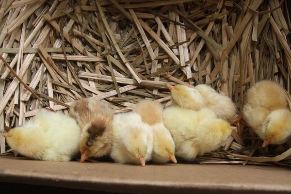 小雞是怎么叫的 怎么讓小雞不叫