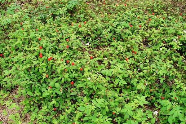 覆盆子種苗市場價格多少錢一棵 覆盆子一畝產量多少