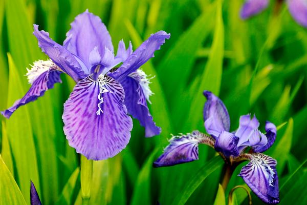 鳶尾種子市場價格多少錢一斤 鳶尾種子怎么種