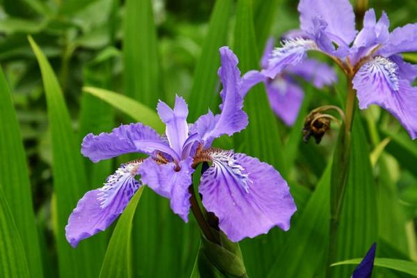 鳶尾和馬藺的區別是什么 鳶尾的產地