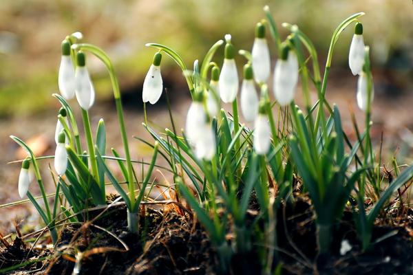 雪滴花圖片大全 雪滴花花語及寓意