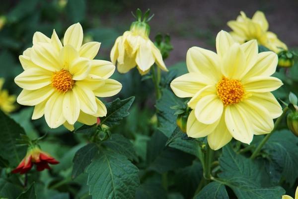 小麗花怎么養 小麗花養殖方法與注意事項