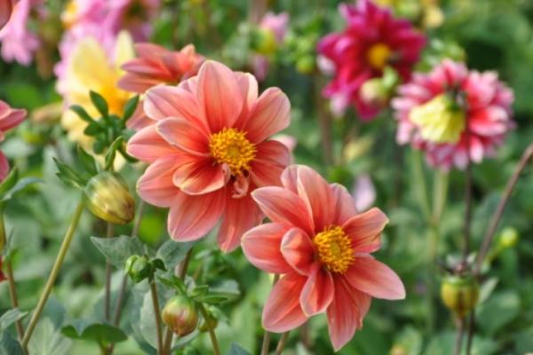 小麗花有毒嗎 小麗花有毒嗎