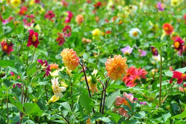 小麗花有毒嗎 小麗花有毒嗎