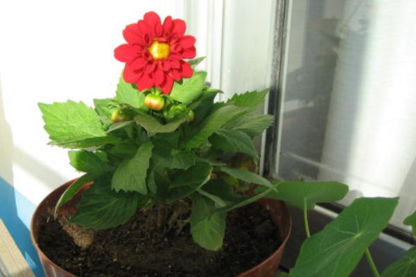 小麗花有毒嗎 小麗花能放在室內臥室嗎