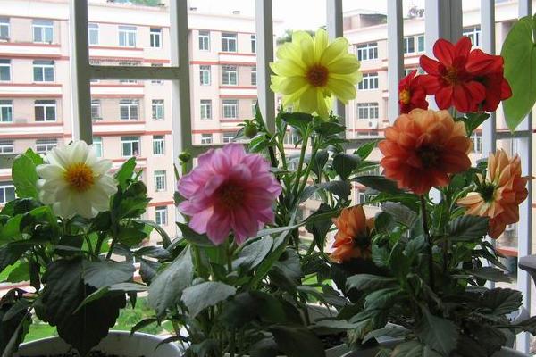 小麗花有毒嗎 小麗花能放在室內臥室嗎