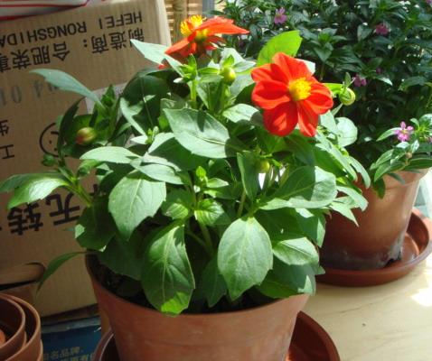 小麗花有毒嗎 小麗花能放在室內臥室嗎