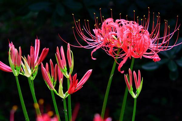 小麗花有毒嗎 小麗花能放在室內臥室嗎