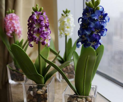 小麗花有毒嗎 小麗花能放在室內臥室嗎