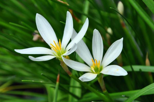 蔥蘭和韭蘭的區別是什么 蔥蘭有什么作用