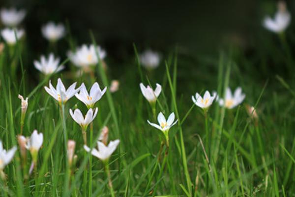 蔥蘭和韭蘭的區別是什么 蔥蘭有什么作用