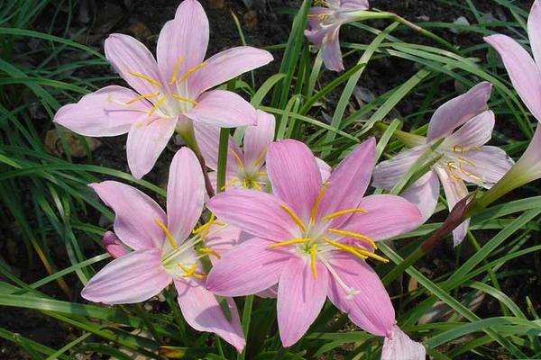 蔥蘭和韭蘭的區別是什么 蔥蘭有什么作用