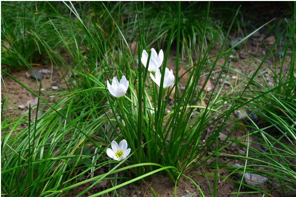 蔥蘭和韭蘭的區別是什么 蔥蘭有什么作用