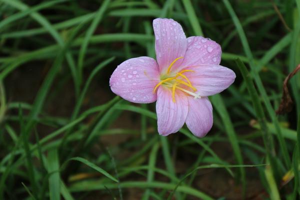 蔥蘭和韭蘭的區別是什么 蔥蘭有什么作用