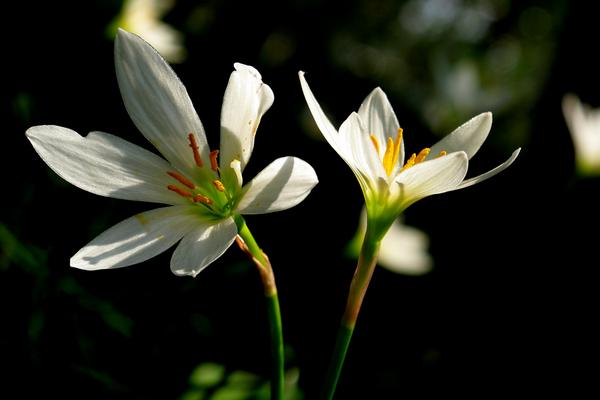 蔥蘭和韭蘭的區別是什么 蔥蘭有什么作用