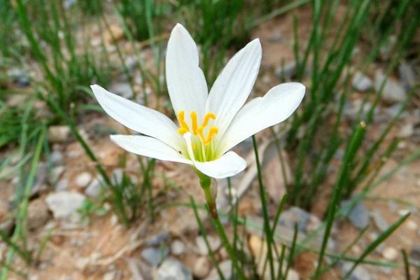 蔥蘭什么時候開花