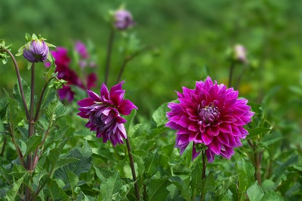 大麗花好養(yǎng)嗎 大麗花什么時候開花（幾月）