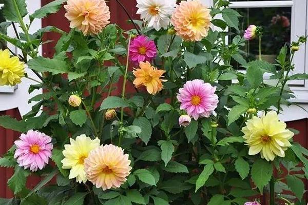 大麗花好養嗎 大麗花什么時候開花（幾月）