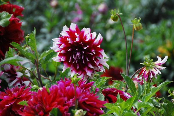 大麗花好養嗎 大麗花什么時候開花（幾月）